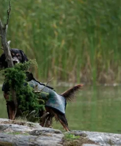 Dogtech Retriever Camo