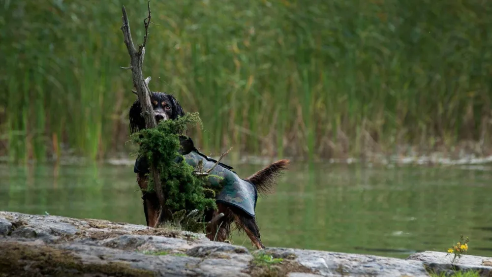 Dogtech Retriever Camo
