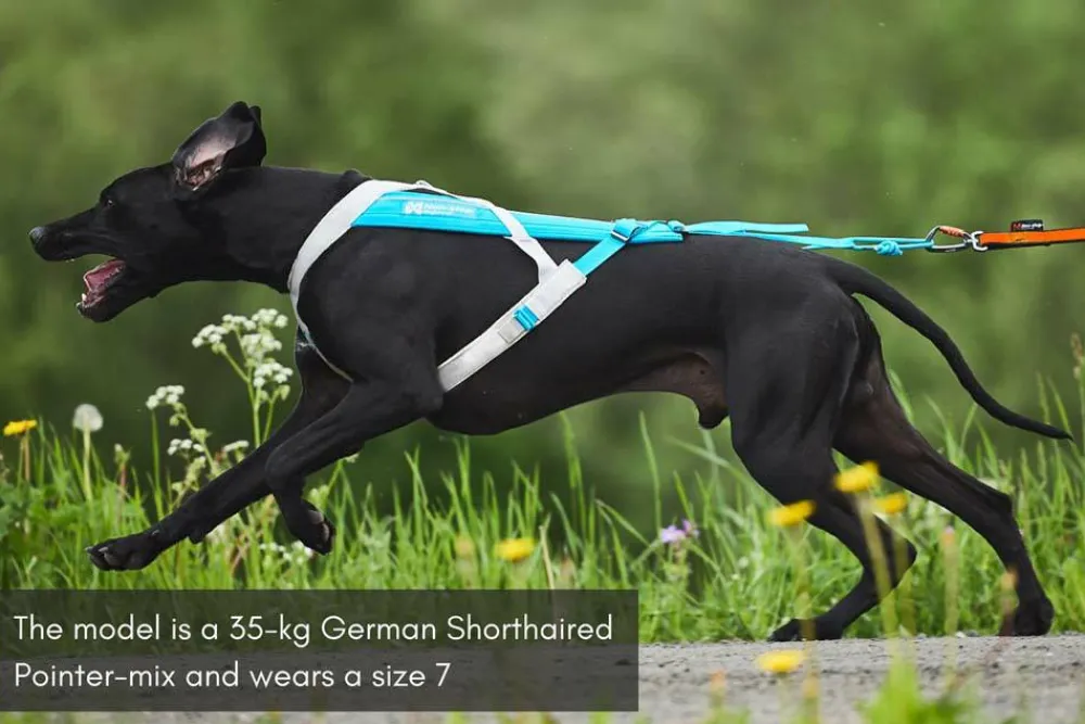 Sale Non-stop Dogwear Freemotion Harness 5.0 Size 5 Blue/Grey