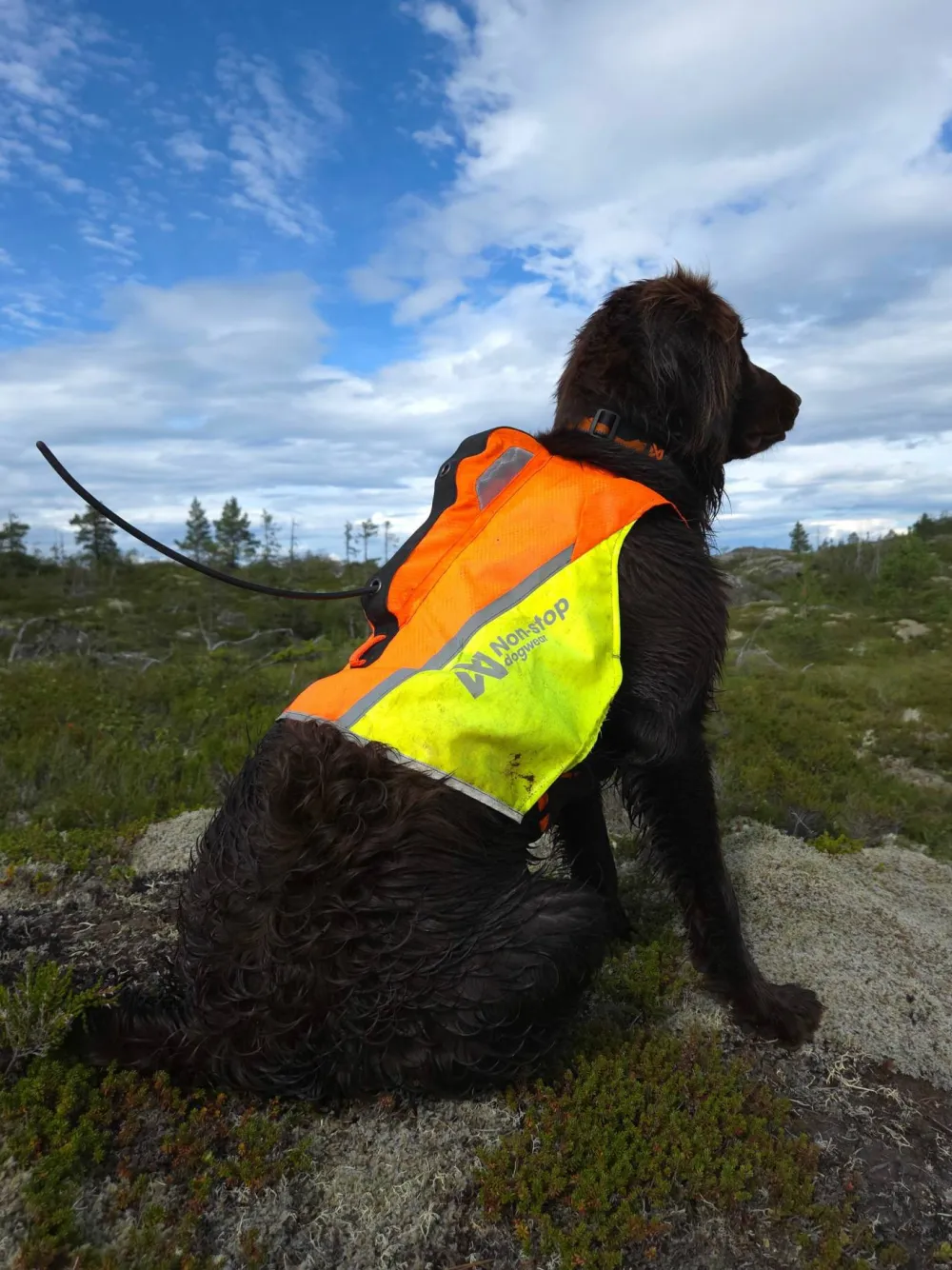New Non-stop Dogwear Protector Vest GPS 2.0 Orange