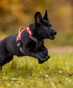Discount Non-stop Dogwear Ramble Harness Black/Pink