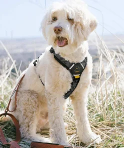 Outlet OllyDog Alpine Reflective Comfort Harness Dream Camo