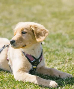 Clearance OllyDog Alpine Reflective Comfort Harness Rosewood