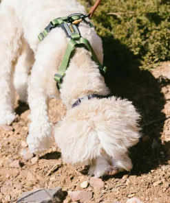 Outlet OllyDog Alpine Reflective Comfort Harness Cactus