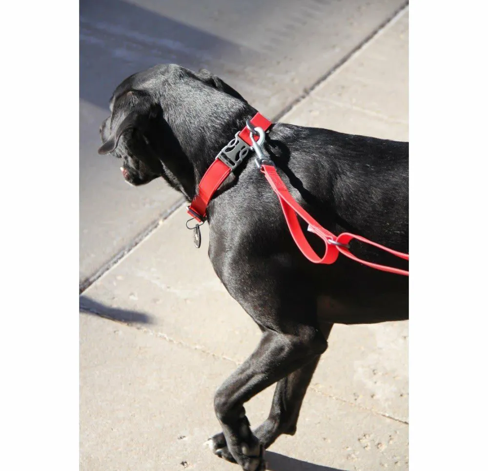 Clearance OllyDog Tilden Collar Teal
