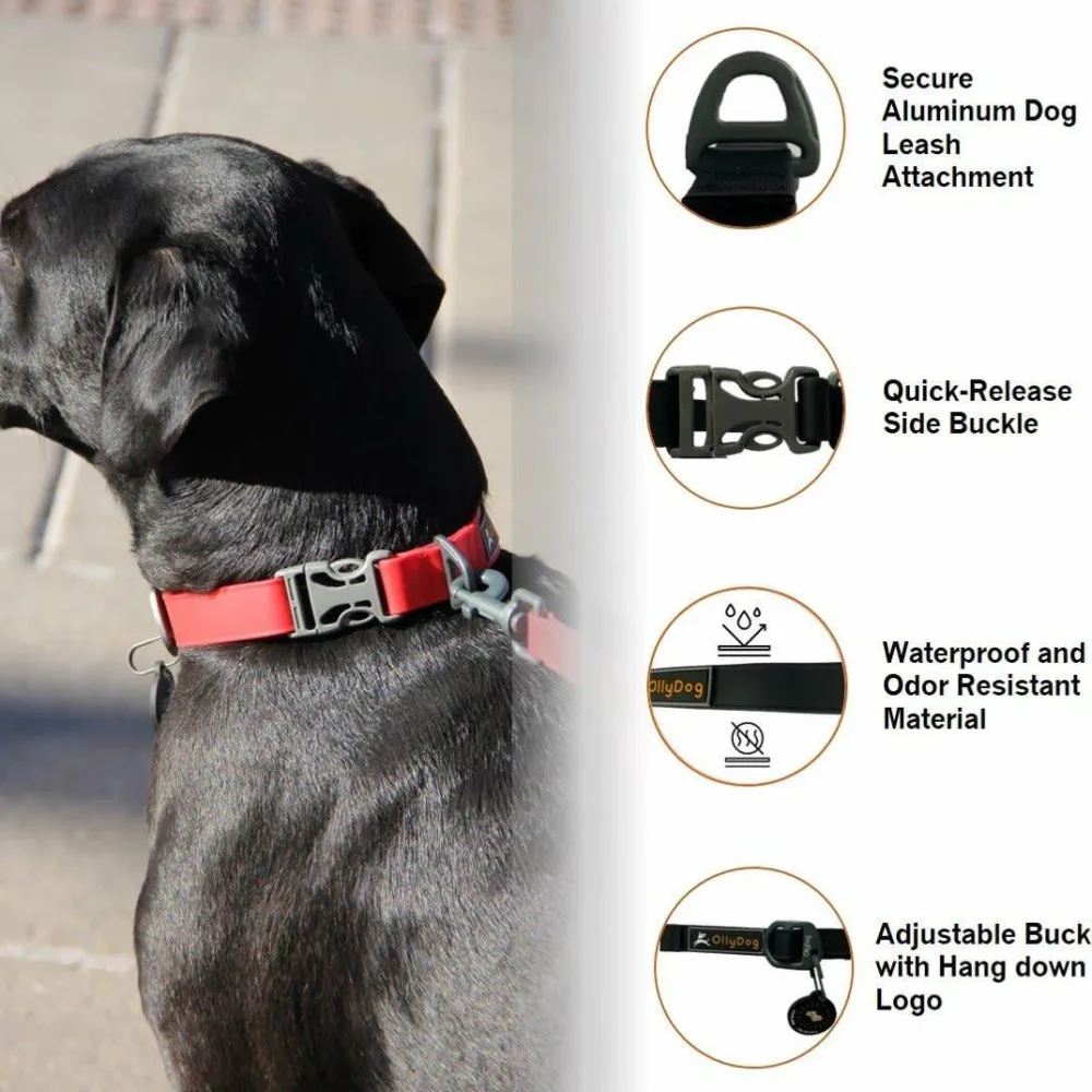 Clearance OllyDog Tilden Collar Teal