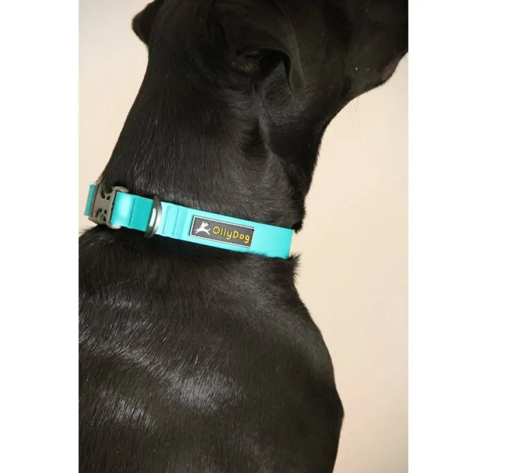 Clearance OllyDog Tilden Collar Teal