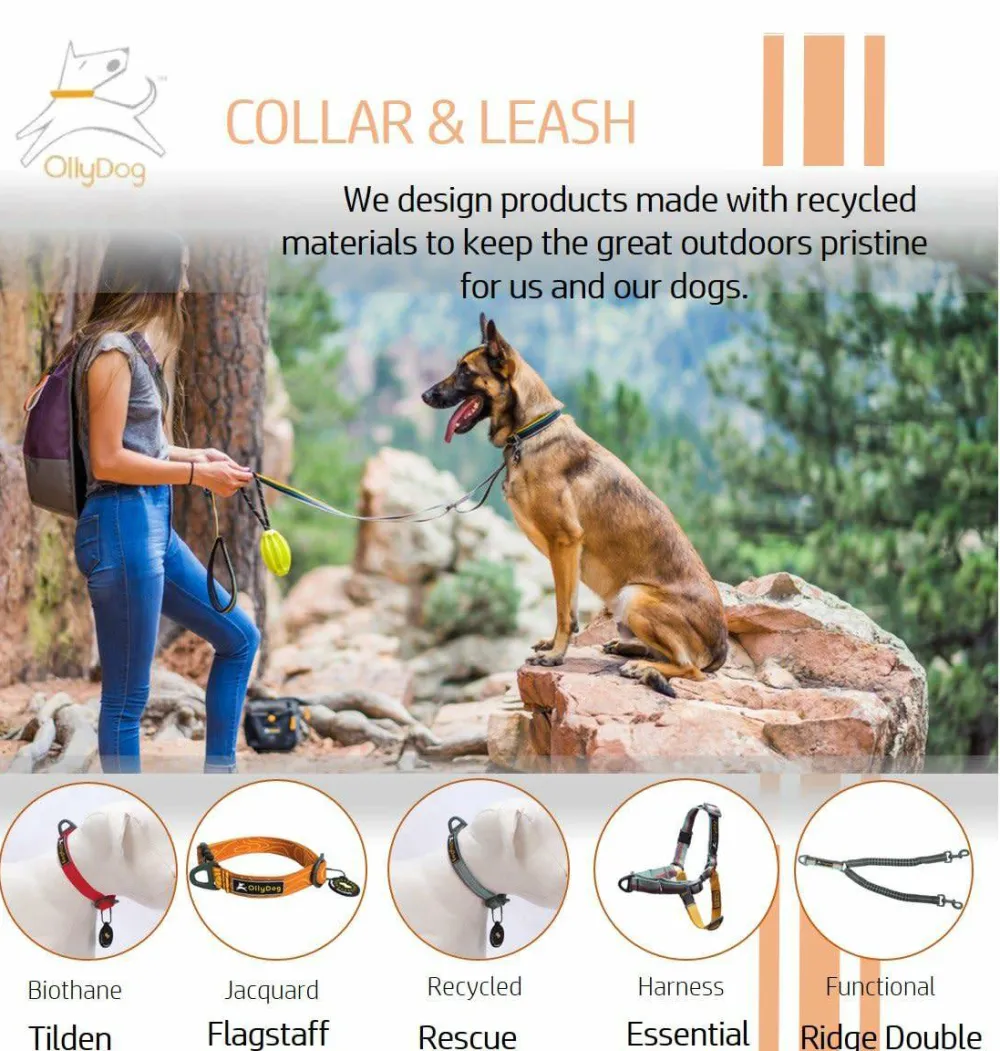 Clearance OllyDog Tilden Collar Teal